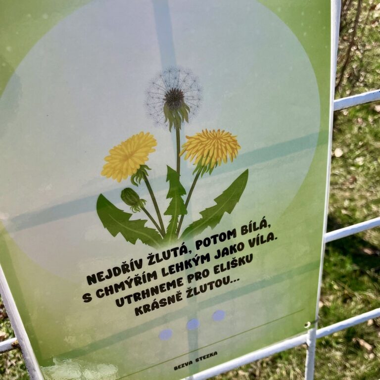 Hádanka o pampelišce na plotě